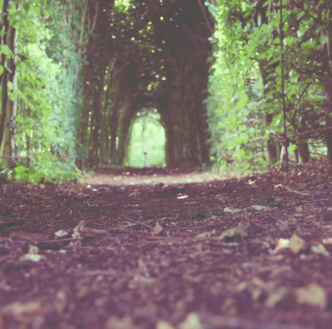 Path in the forest