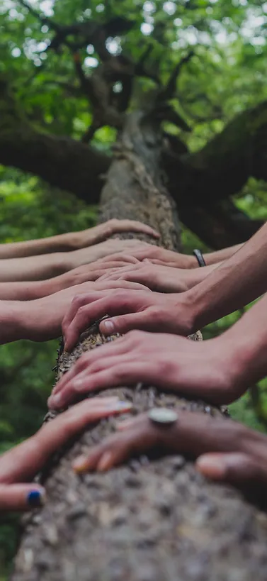 hands holdin a log